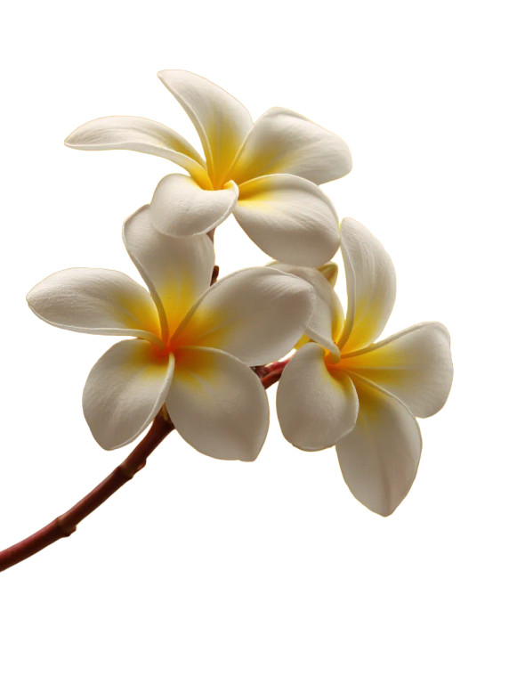 White Plumeria Flowers Vinyl Car Decal Sticker – Waterproof & UV-Resistant 8"