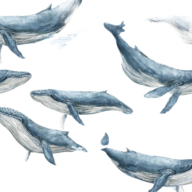 Humpback Whales Swimming Vinyl Car Decal Sticker – Waterproof & UV-Resistant 8"