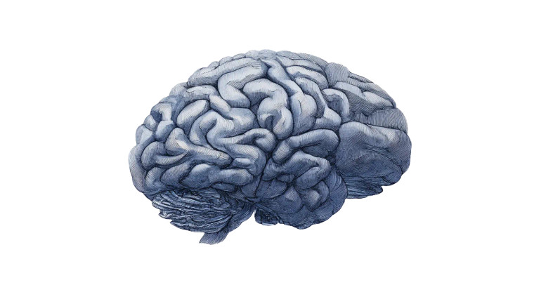 Illustrated Brain Vinyl Car Decal Sticker – Waterproof & UV-Resistant 8"