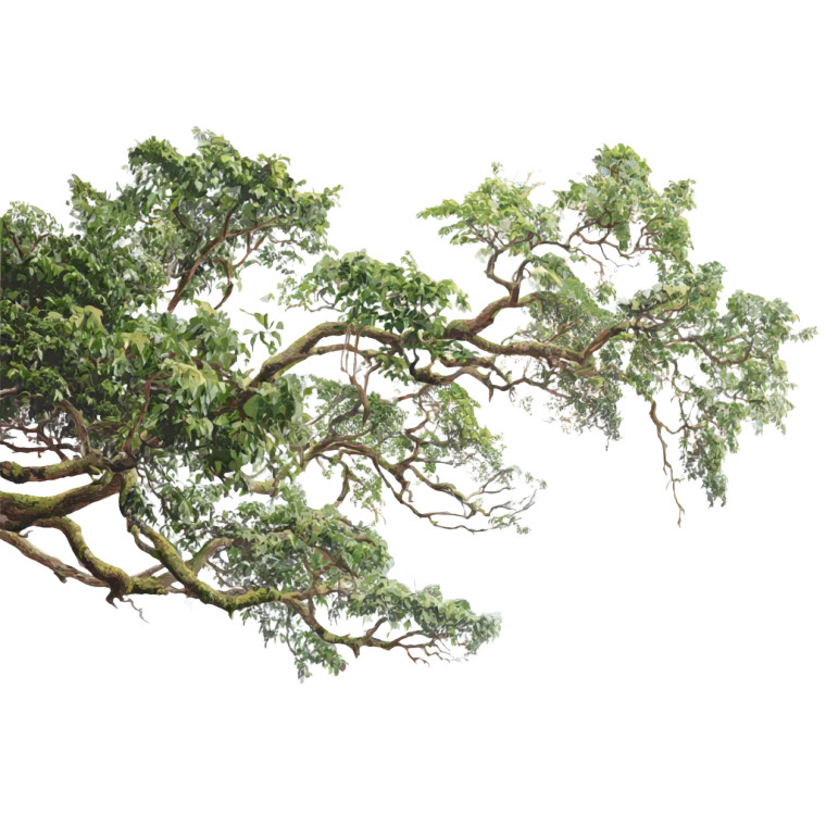 Rainforest Tree Branches Vinyl Car Decal Sticker – Waterproof & UV-Resistant 8"