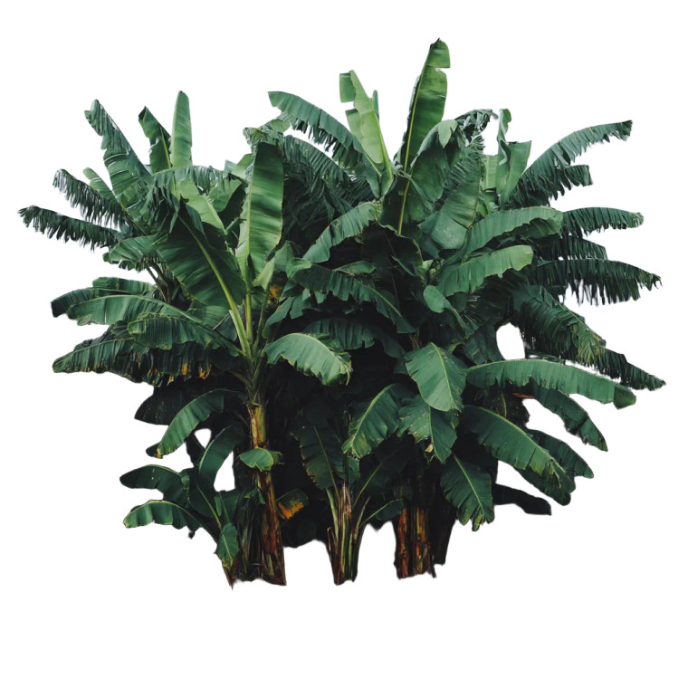 Banana Tree V2 Vinyl Car Decal Sticker – Waterproof & UV-Resistant 8"