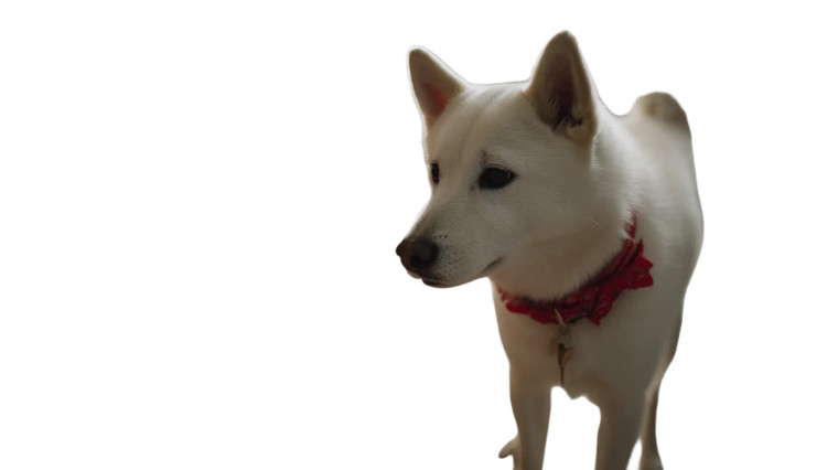 Curious Shiba Inu V2 Vinyl Car Decal Sticker – Waterproof & UV-Resistant 8"