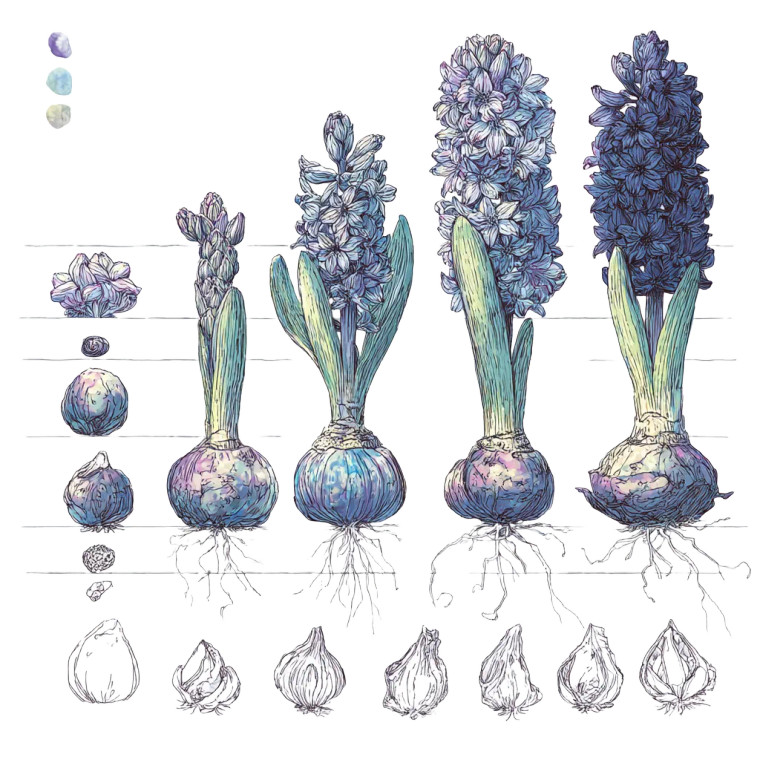 Hyacinth Growth Stages Vinyl Car Decal Sticker – Waterproof & UV-Resistant 8"