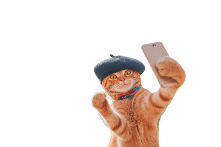 Whimsical Cat Selfie Vinyl Car Decal Sticker – Waterproof & UV-Resistant 8"