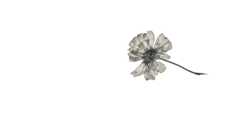 Withered Flower Vinyl Car Decal Sticker – Waterproof & UV-Resistant 8"