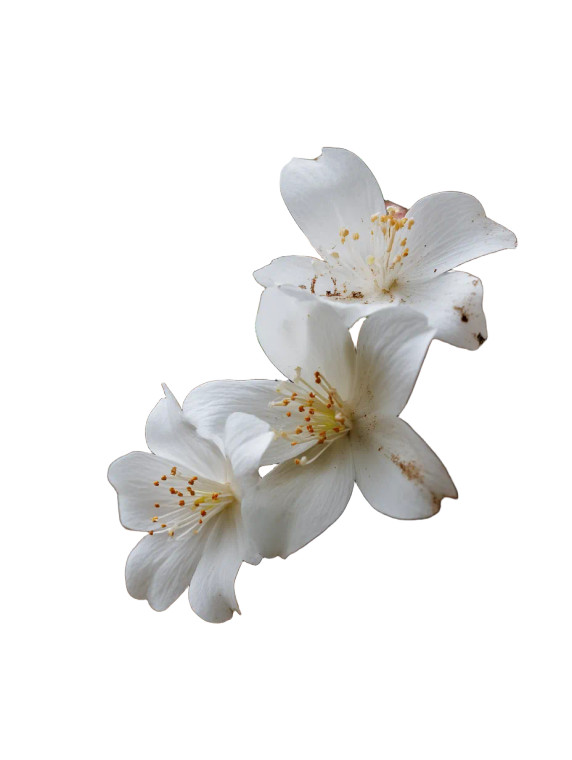 White Flower Close-Up Vinyl Car Decal Sticker – Waterproof & UV-Resistant 8"