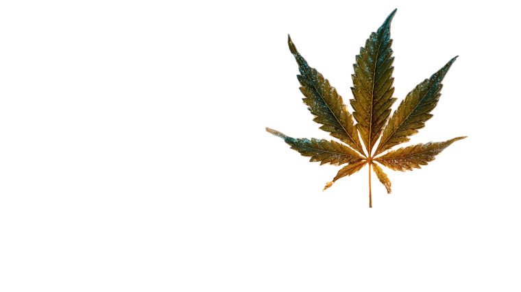 Hands Holding Leaf Vinyl Car Decal Sticker – Waterproof & UV-Resistant 8"