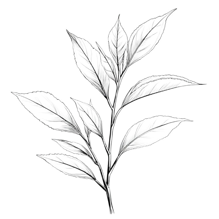 Longjing Seedling Vinyl Car Decal Sticker – Waterproof & UV-Resistant 8"