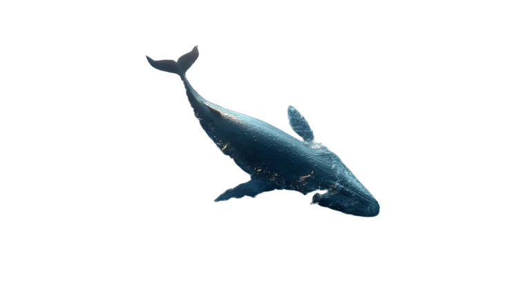Massive Whale Swimming Vinyl Car Decal Sticker – Waterproof & UV-Resistant 8"