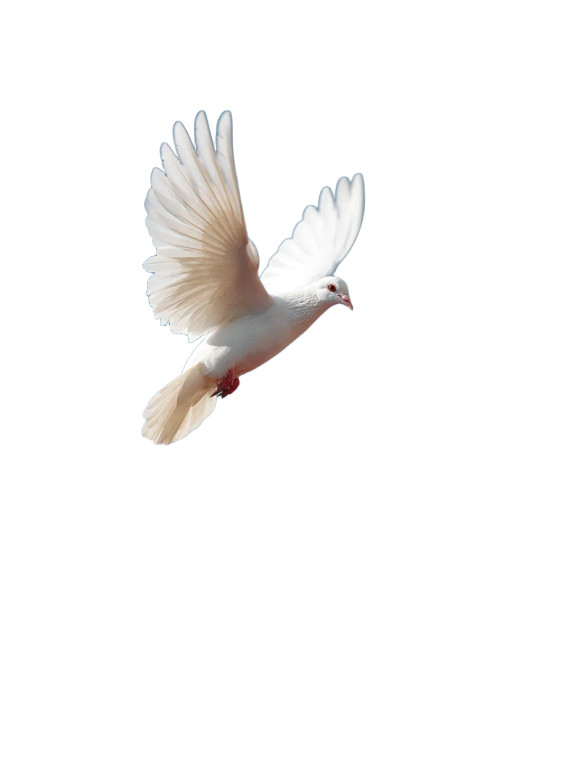 White Pigeon Flying V2 Vinyl Car Decal Sticker – Waterproof & UV-Resistant 8"