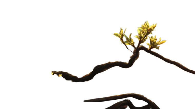 Ancient Trees Renewal V2 Vinyl Car Decal Sticker – Waterproof & UV-Resistant 8"