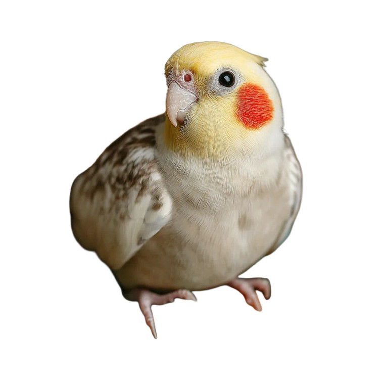 Cockatiel On Nest Vinyl Car Decal Sticker – Waterproof & UV-Resistant 8"