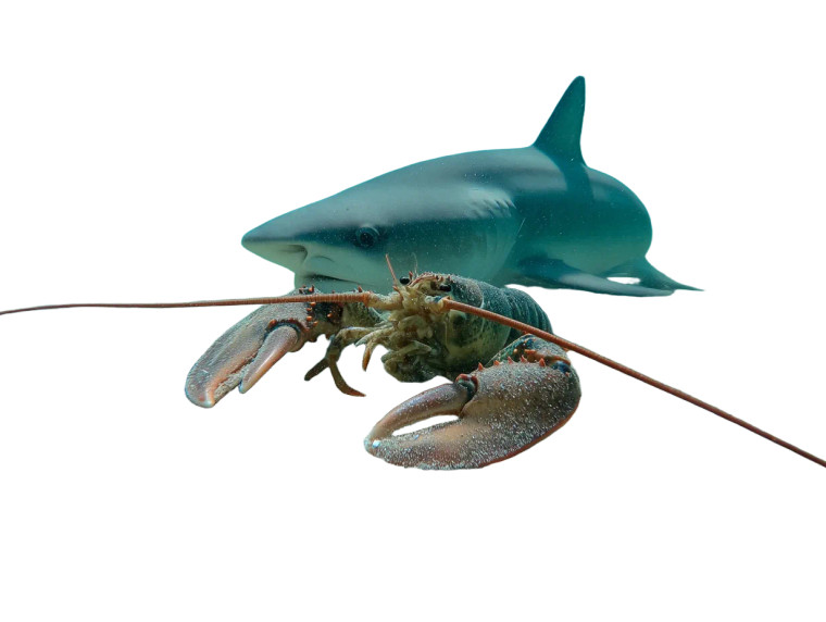 Lobster Riding Shark Vinyl Car Decal Sticker – Waterproof & UV-Resistant 8"