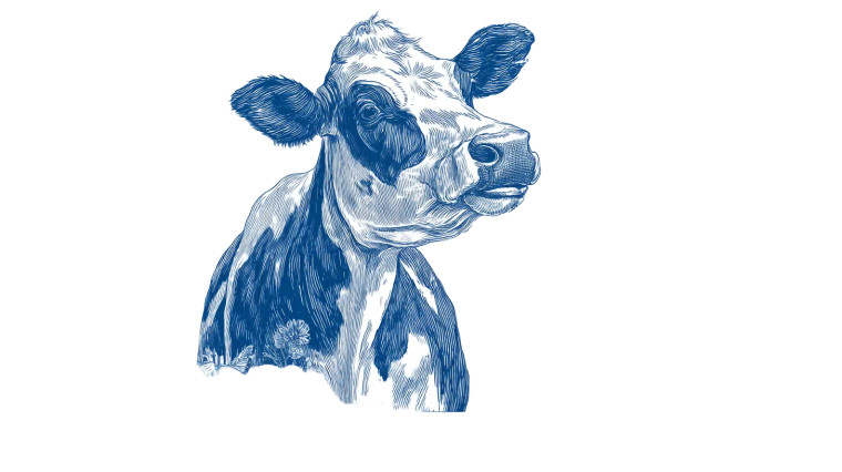 Celebrating Holstein Cow V2 Vinyl Car Decal Sticker – Waterproof & UV-Resistant 8"