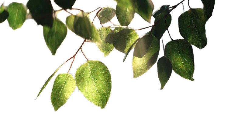 Bodhi Tree Leaves Vinyl Car Decal Sticker – Waterproof & UV-Resistant 8"