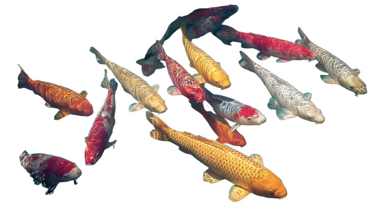 Koi Fish Pool Vinyl Car Decal Sticker – Waterproof & UV-Resistant 8"