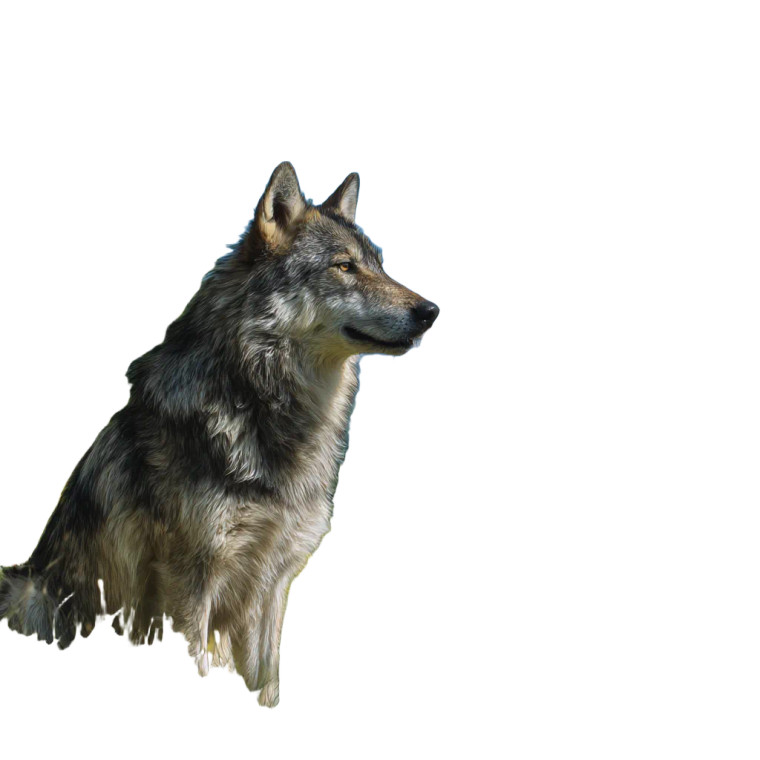 Proud Wolf V3 Vinyl Car Decal Sticker – Waterproof & UV-Resistant 8"