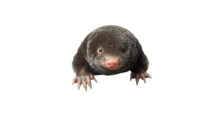 European Mole Vinyl Car Decal Sticker – Waterproof & UV-Resistant 8"