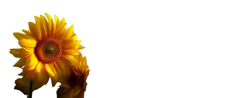 Sunflower Field Vinyl Car Decal Sticker – Waterproof & UV-Resistant 8"