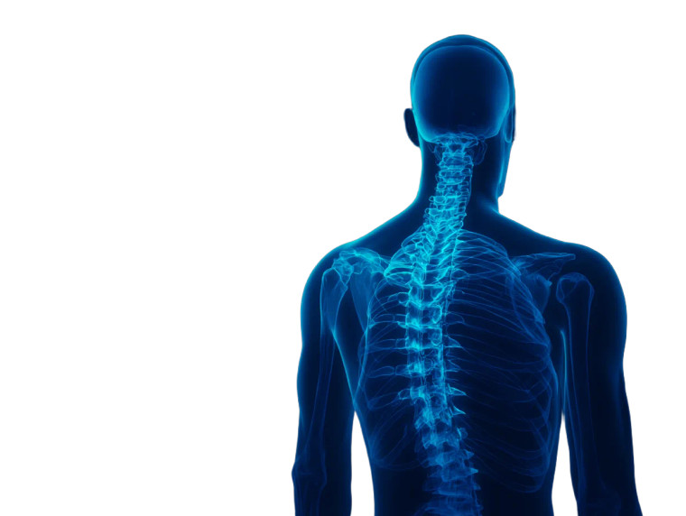 Radiographic Human Spine Vinyl Car Decal Sticker – Waterproof & UV-Resistant 8"