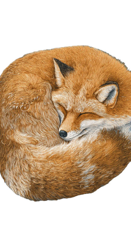 Sleeping Numbered Fox Vinyl Car Decal Sticker – Waterproof & UV-Resistant 8"