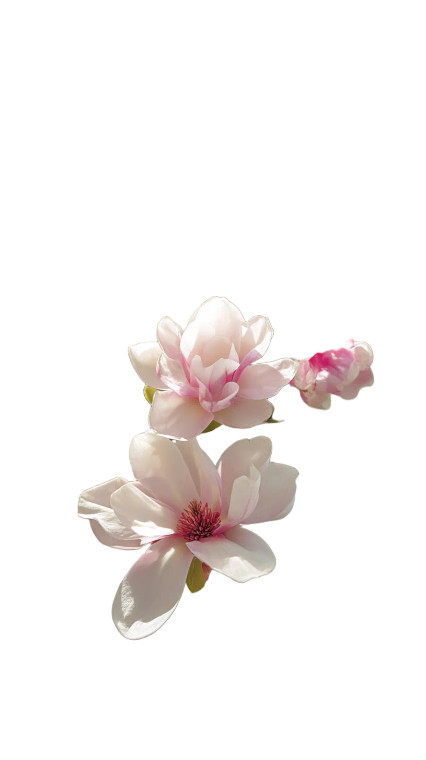 Blooming Magnolia Tree V3 Vinyl Car Decal Sticker – Waterproof & UV-Resistant 8"