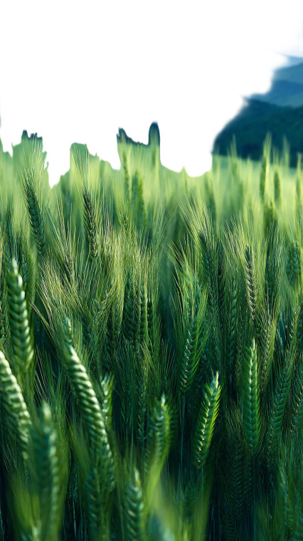 Green Wheat Waves Vinyl Car Decal Sticker – Waterproof & UV-Resistant 8"