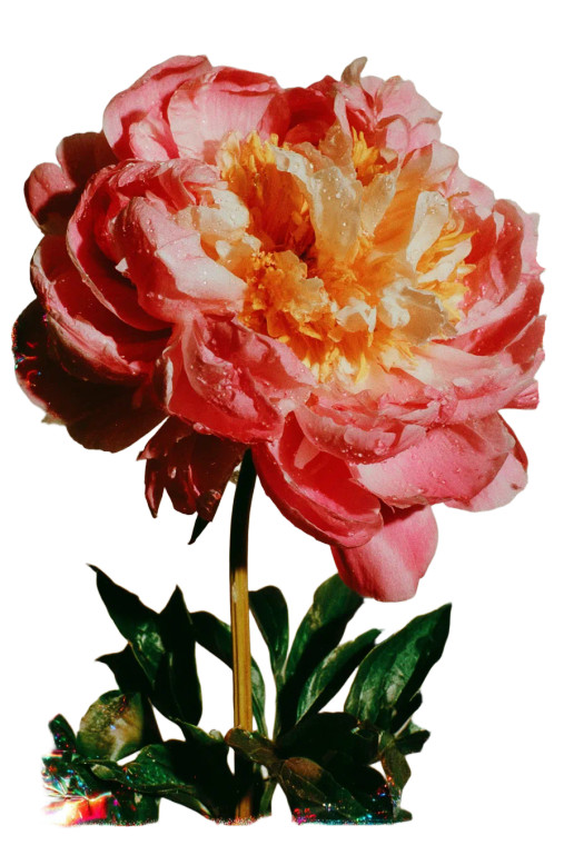 Pink Peony Flower V2 Vinyl Car Decal Sticker – Waterproof & UV-Resistant 8"