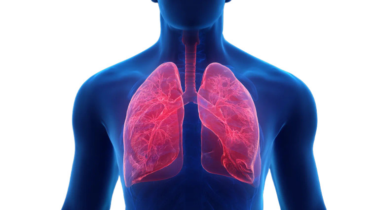 Highlighted Human Lungs Vinyl Car Decal Sticker – Waterproof & UV-Resistant 8"