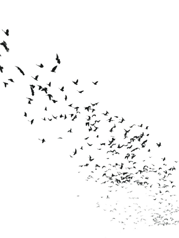 Flying Birds Vinyl Car Decal Sticker – Waterproof & UV-Resistant 8"