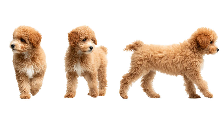 Cute Poodle Walking Vinyl Car Decal Sticker – Waterproof & UV-Resistant 8"