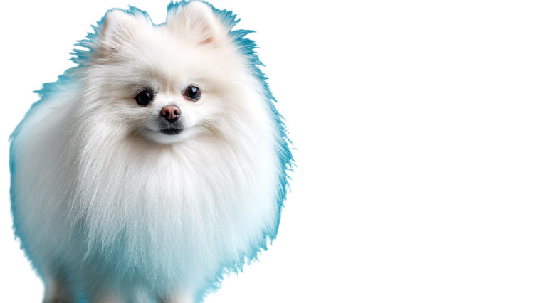 Fluffy White Pomeranian Vinyl Car Decal Sticker – Waterproof & UV-Resistant 8"