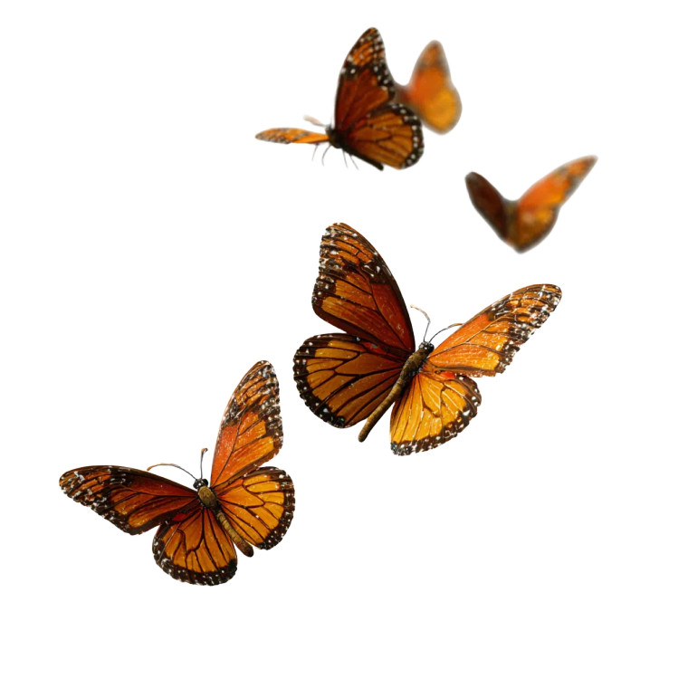 Realistic Butterflies Flying Vinyl Car Decal Sticker – Waterproof & UV-Resistant 8"