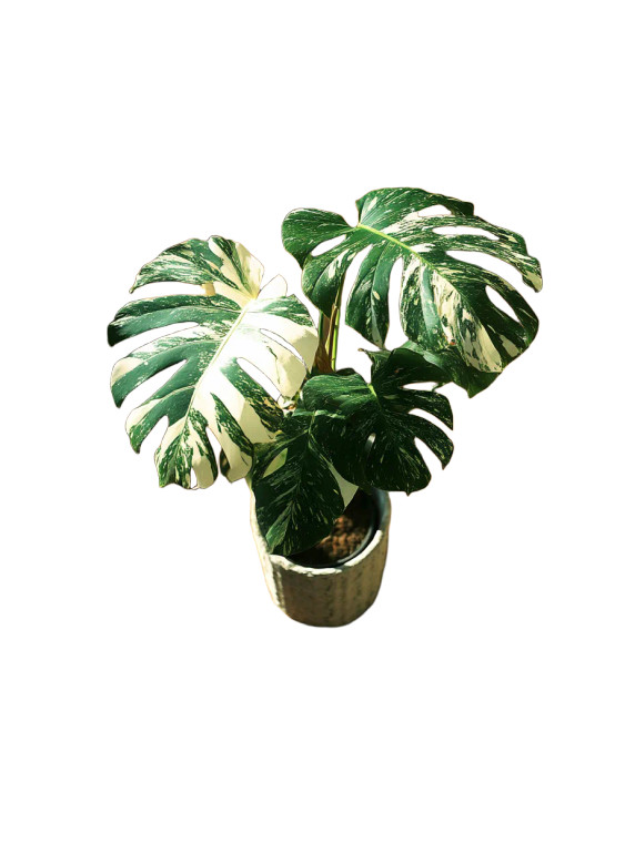 Patterned Monstera Vinyl Car Decal Sticker – Waterproof & UV-Resistant 8"