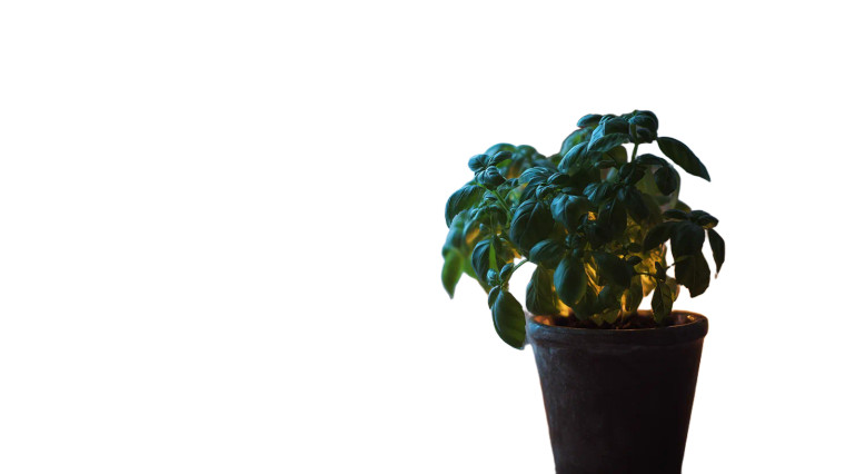 Potted Basil Plant Vinyl Car Decal Sticker – Waterproof & UV-Resistant 8"