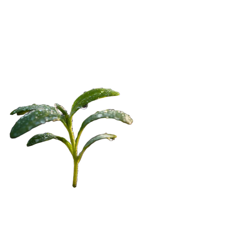 Young Green Seedlings Vinyl Car Decal Sticker – Waterproof & UV-Resistant 8"