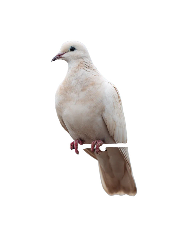 White Dove Perched V3 Vinyl Car Decal Sticker – Waterproof & UV-Resistant 8"