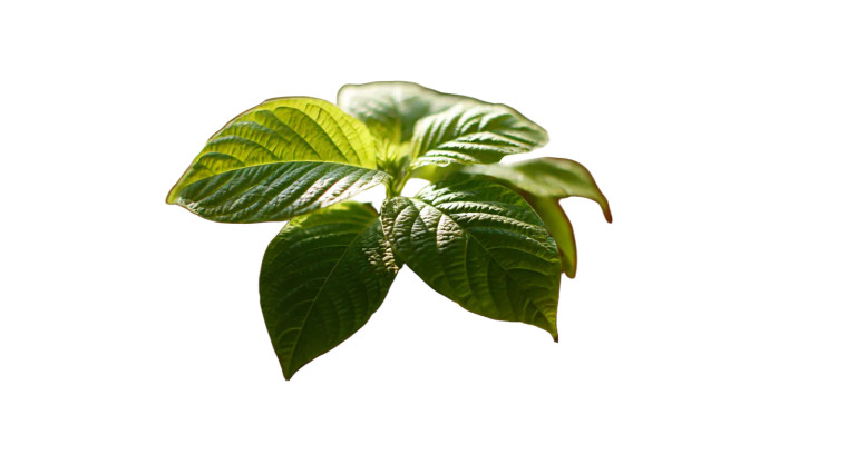 Bodhi Plant Vinyl Car Decal Sticker – Waterproof & UV-Resistant 8"