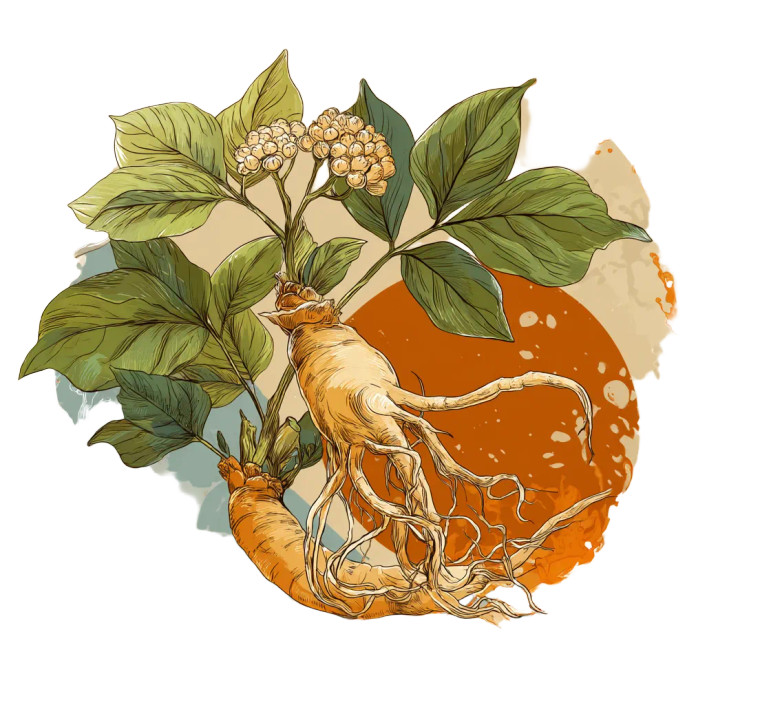 Ginseng Illustration Vinyl Car Decal Sticker – Waterproof & UV-Resistant 8"