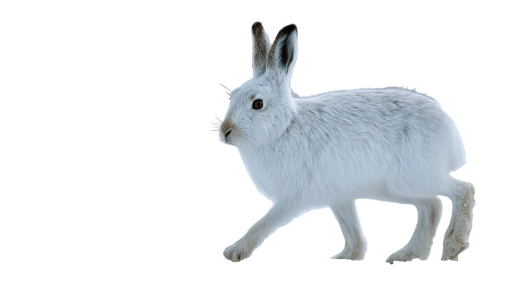Arctic Hare Walk Vinyl Car Decal Sticker – Waterproof & UV-Resistant 8"