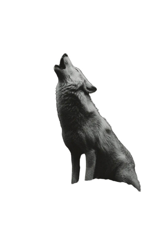 Howling Wolf V4 Vinyl Car Decal Sticker – Waterproof & UV-Resistant 8"