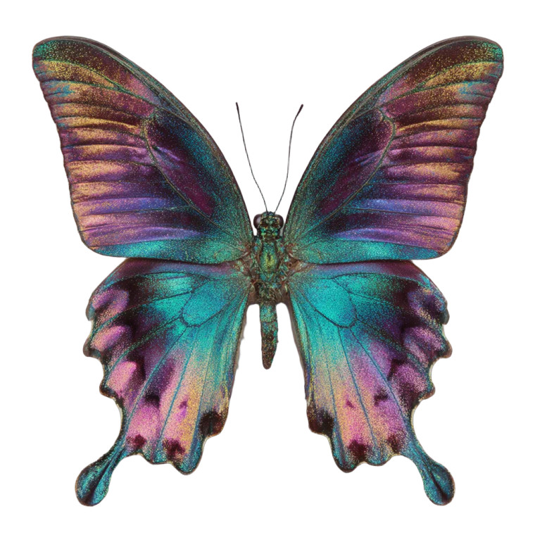 Exotic Butterfly Vinyl Car Decal Sticker – Waterproof & UV-Resistant 8"