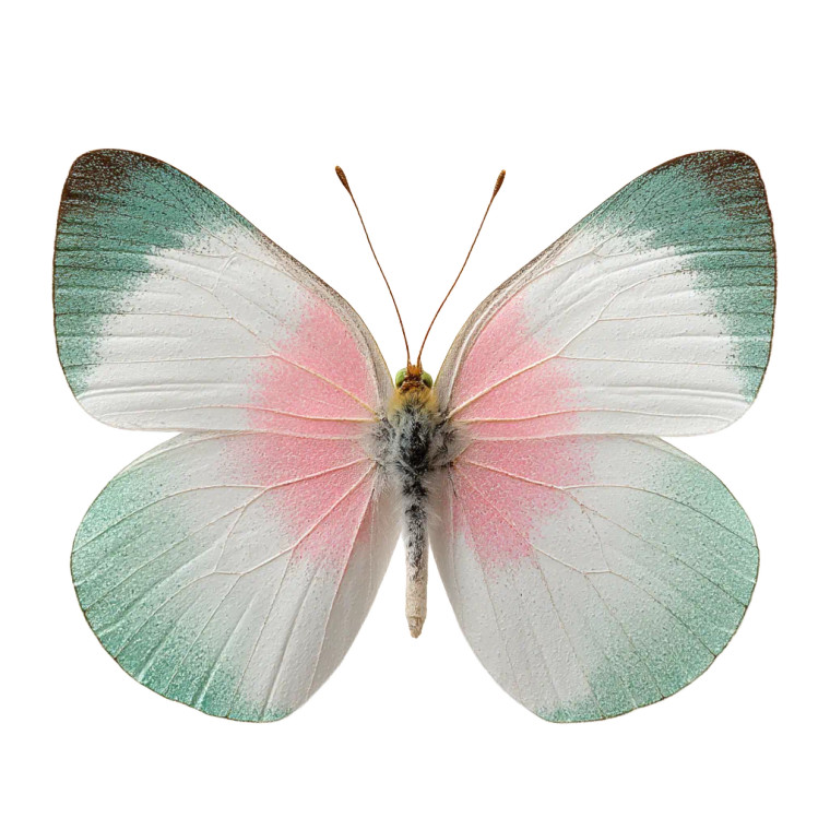 Colorful Butterfly V3 Vinyl Car Decal Sticker – Waterproof & UV-Resistant 8" Colorful Butterfly V3 Vinyl Car Decal Sticker – Waterproof & UV-Resistant 8"