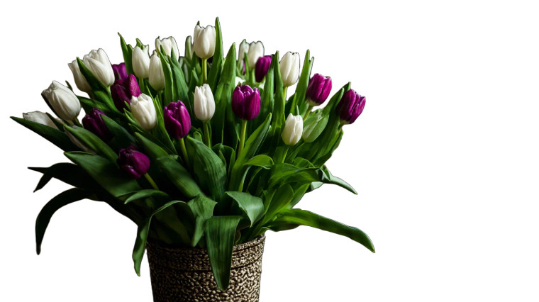 Tulip Bouquet V2 Vinyl Car Decal Sticker – Waterproof & UV-Resistant 8"