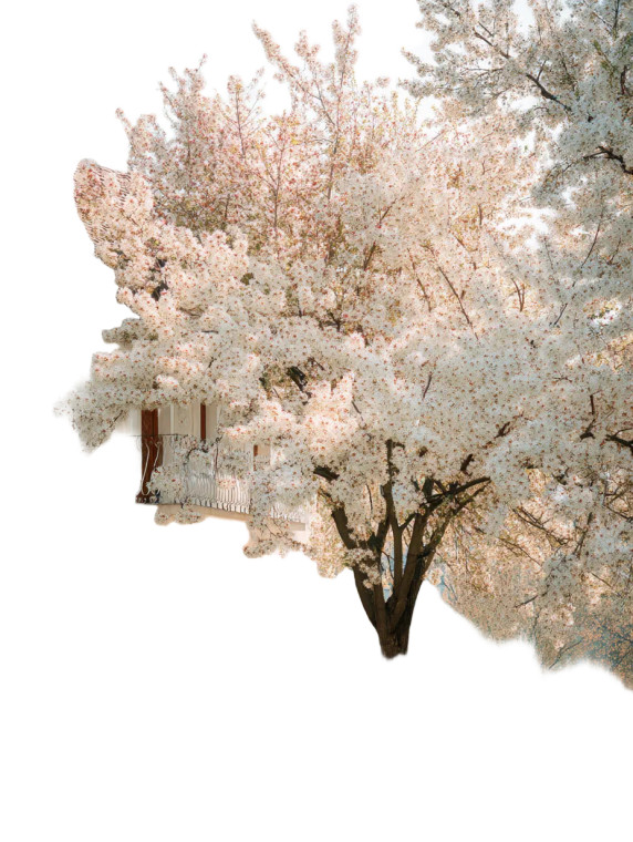 Blooming Prunus Tree Vinyl Car Decal Sticker – Waterproof & UV-Resistant 8"