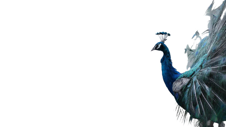 Peacocks Displaying Vinyl Car Decal Sticker – Waterproof & UV-Resistant 8"