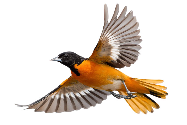 Flying Colorful Bird Vinyl Car Decal Sticker – Waterproof & UV-Resistant 