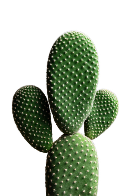 Green Cactus V2 Vinyl Car Decal Sticker – Waterproof & UV-Resistant 