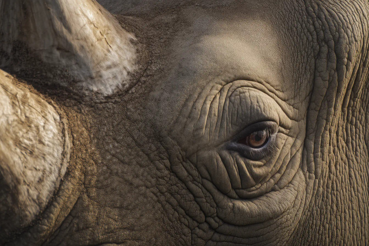 Rhino Close-Up Vinyl Car Decal Sticker – Waterproof & UV-Resistant 