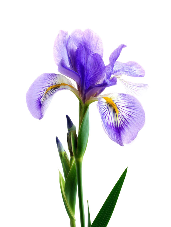 Purple Iris Bloom Vinyl Car Decal Sticker – Waterproof & UV-Resistant 